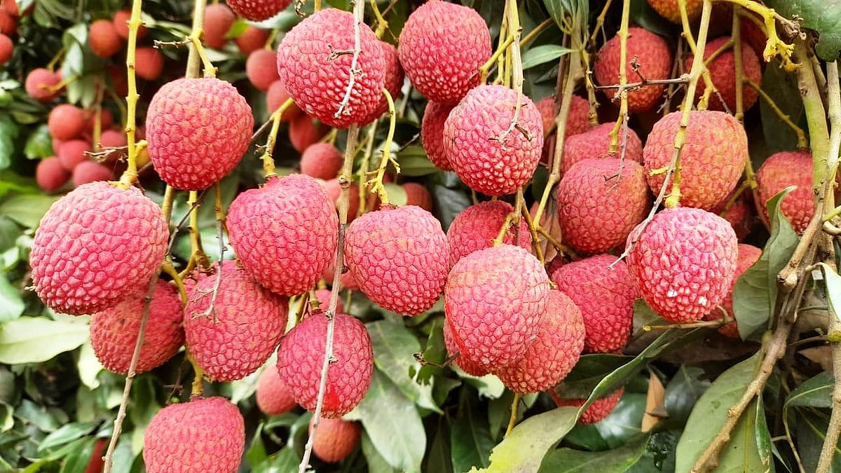 দিনাজপুরে সবার আগে বাজারে আসবে মাদ্রাজি; তারপর বোম্বাই, বেদানা ও চায়না–থ্রি লিচু