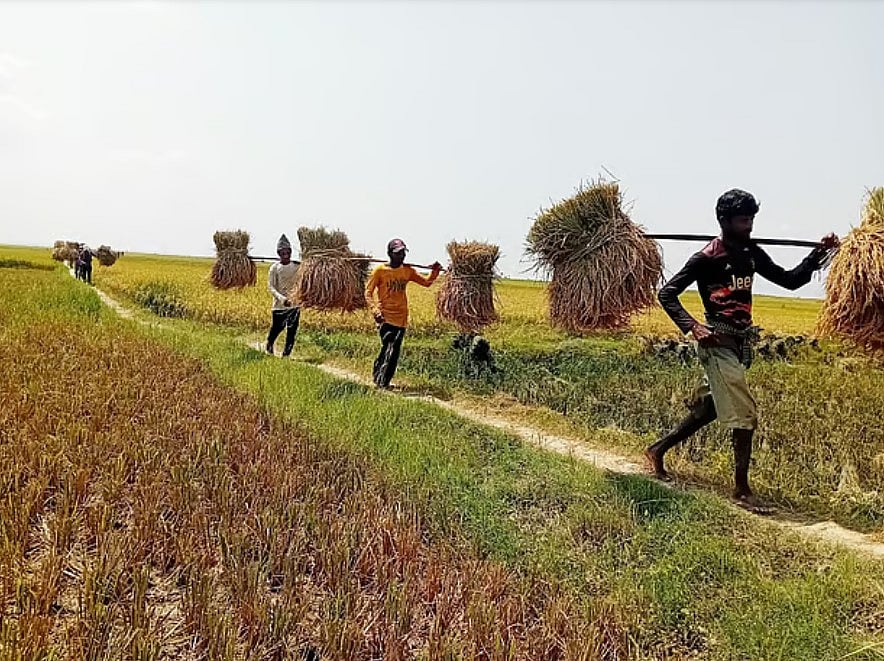 হাকালুকি হাওরে গত কয়েক বছরের তুলনায় এবার বোরো ধানের ফলন ভালো হয়েছে।