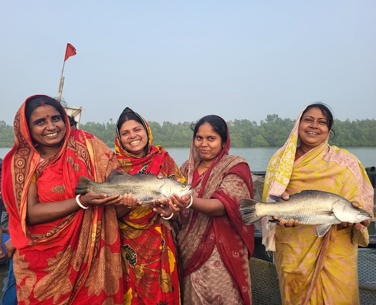 খাঁচা তৈরি থেকে শুরু করে চাষের প্রতিটি ধাপে যুক্ত করা হয়েছিল স্থানীয় লোকজনকে। এই ছবি সাতক্ষীরার শ্যামনগরের মুন্সিগঞ্জের