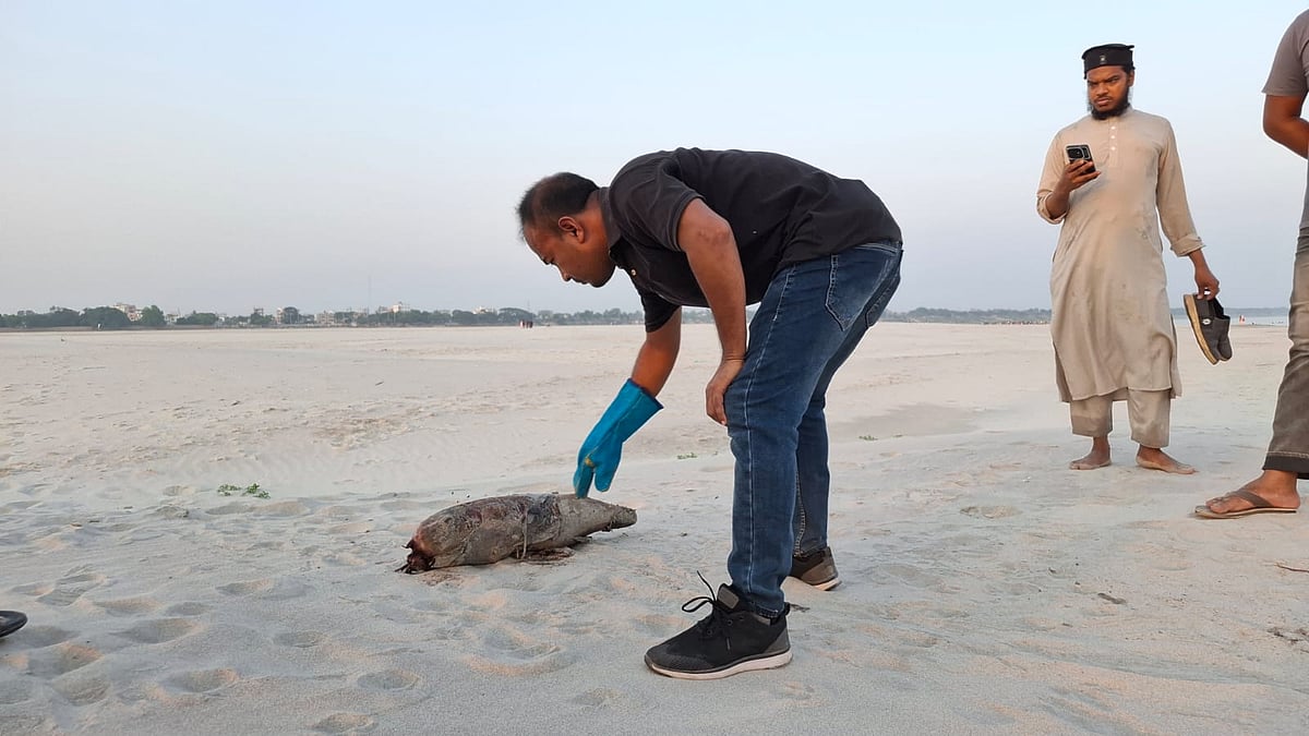 রাজশাহী পদ্মা নদীতে ভেসে আসা অপ্রাপ্তবয়স্ক মৃত ডলফিন। শুক্রবার বিকেলে নগরের তলাইমারী এলাকায়