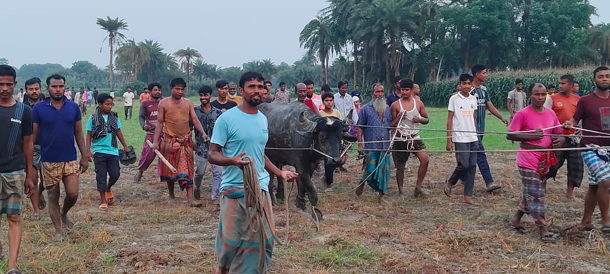 ৩০ ঘণ্টা ঘোরানোর পর দড়ির ফাঁদ পেতে মহিষটা ধরা হয়। আজ শুক্রবার সন্ধ্যায় রাজশাহীর পুঠিয়া উপজেলার দইপাড়া মাঠে