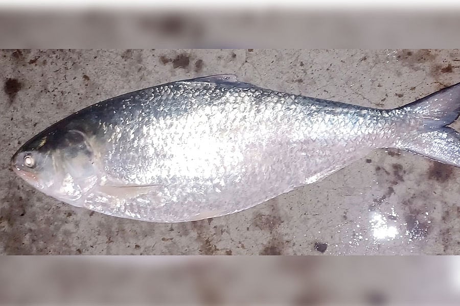 শুক্রবার ভোরে জেলেদের জালে বলেশ্বর নদীর মোহনায় ধরা পড়া ইলিশ মাছ