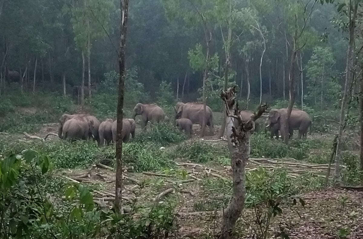 দিনের বেলায় এক টিলা থেকে আরেক টিলায় খাদ্যের সন্ধানে চষে বেড়ায় বন্য হাতির দল। গত বৃহস্পতিবার মায়াঘাঁসি বন বিভাগের গোপালপুর বিট কার্যালয় সংলগ্ন জঙ্গলে