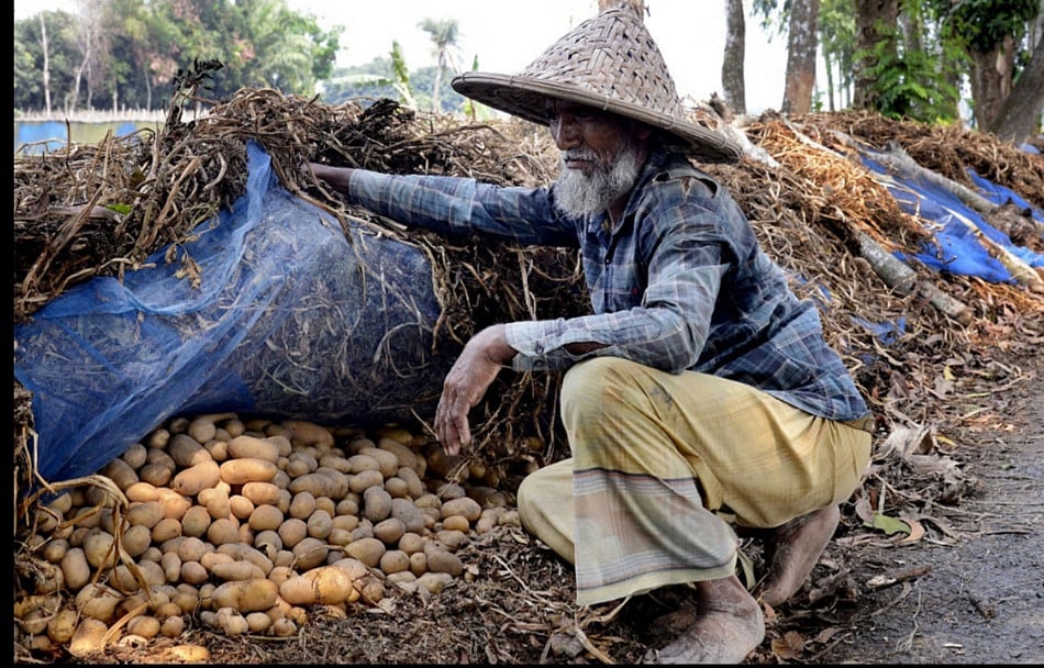 কৃষকেরা জানা-অজানা নানা উপায়ে নিজেদের সর্বশক্তি দিয়ে আলু আরও কিছুদিন ধরে রাখতে চেষ্টা করছেন।