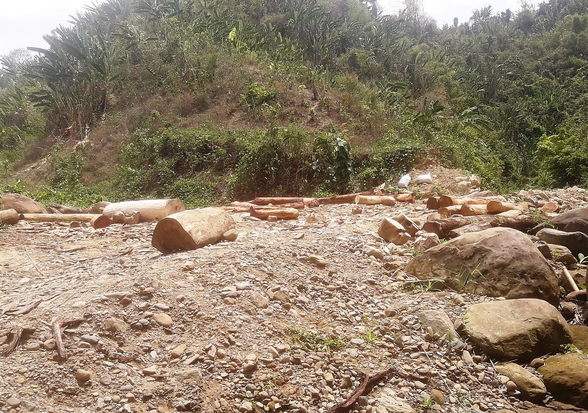 বান্দরবানের টঙ্কাবতী বনাঞ্চলের গাছ কেটে হাতি দিয়ে  খালের পাড়ে মজুত করে রাখা হয়েছে। গতকাল দুপুরে তোলা