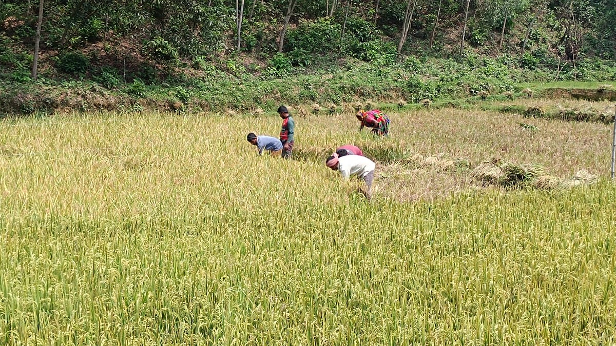 শেরপুরের নালিতাবাড়ী উপজেলার সীমান্তবর্তী এলাকায় বন্য হাতির ভয়ে আধা পাকা ফসল কেটে নিয়ে যাচ্ছেন স্থানীয় কৃষকেরা। গতকাল বিকেলে উপজেলার বুরুঙ্গা গ্রামে