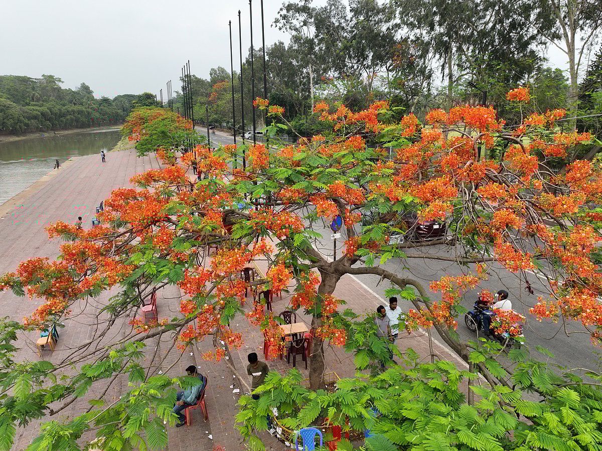 জাতীয় সংসদ ভবনের পাশে চন্দ্রিমা উদ্যান এলাকায় ফুটেছে কৃষ্ণচূড়া ফুল