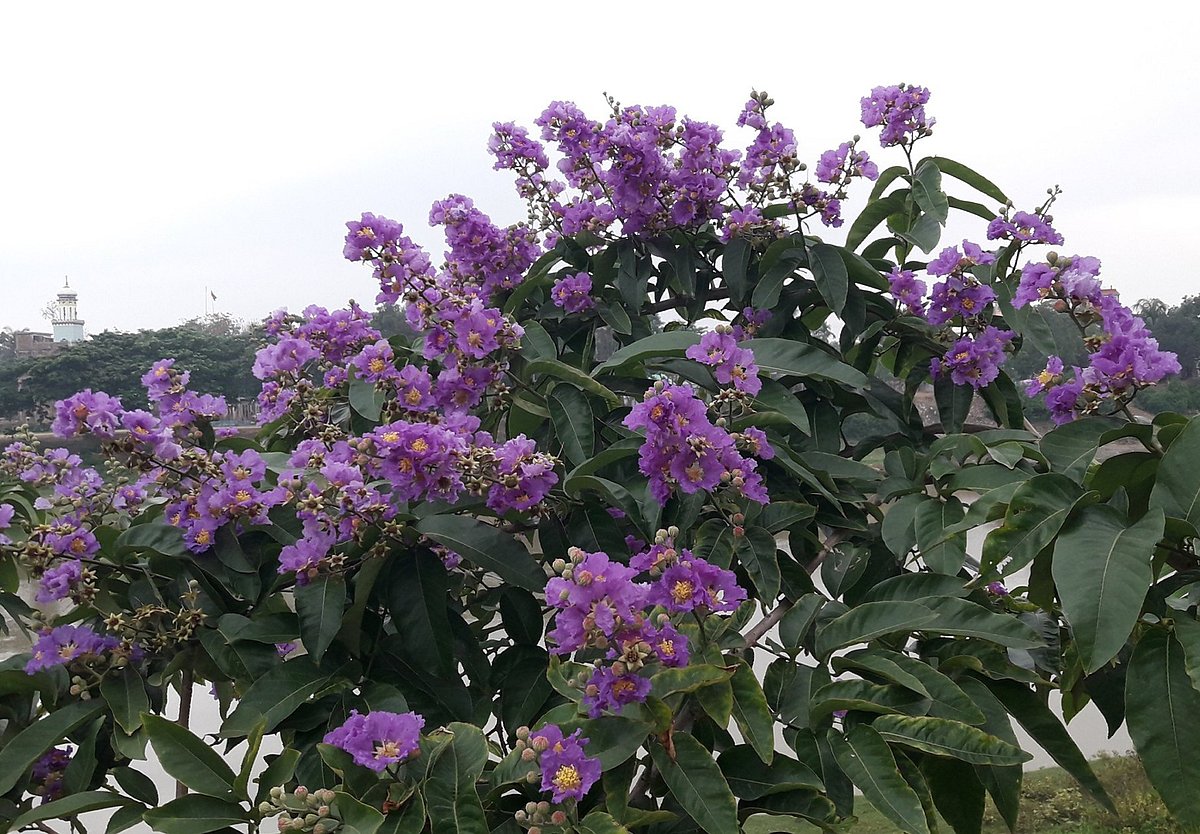 বেগুনি রঙের উচ্ছ্বাস ডালে ডালে। মৌলভীবাজার শহরের মনু নদের পাড়ে