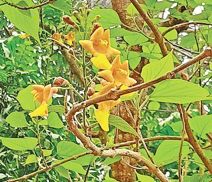 ময়মনসিংহের কাছারিঘাটের গামারিগাছ