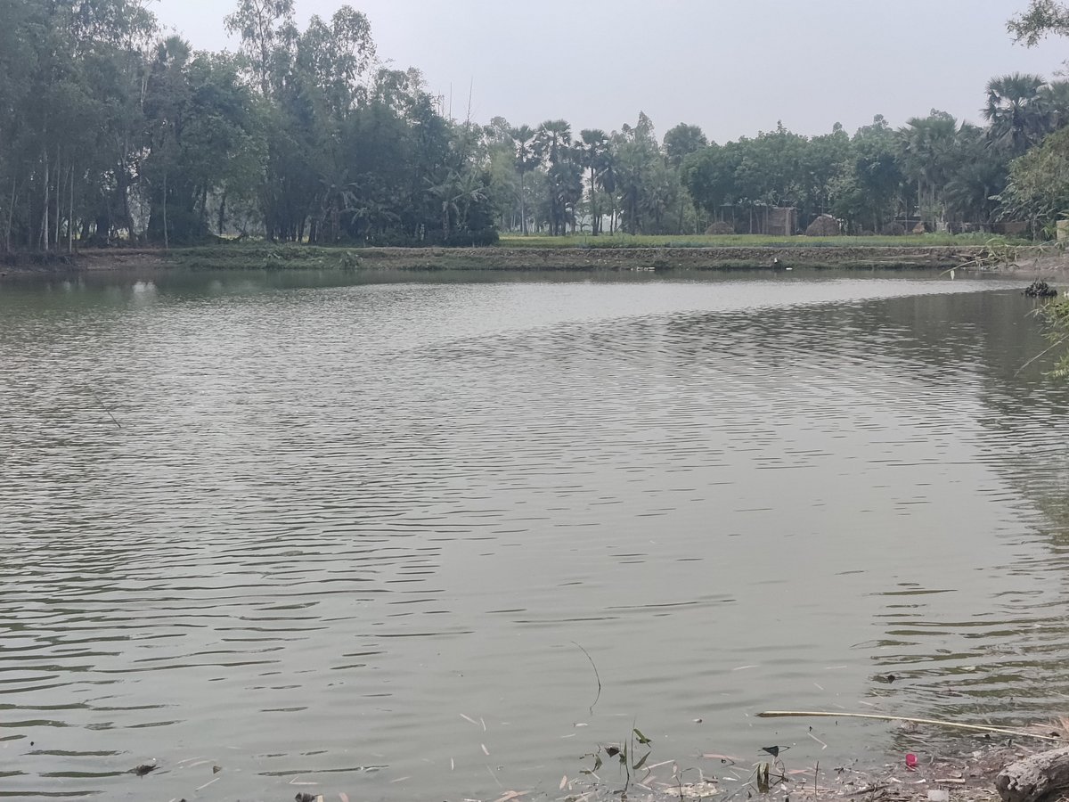 আক্কেলপুরে গুচ্ছগ্রামের বাসিন্দারা প্রায় সাত বিঘা আয়তনের একটি পুকুরে দীর্ঘদিন ধরে মাছ চাষ করে আসছেন। গতকাল মঙ্গলবার তোলা