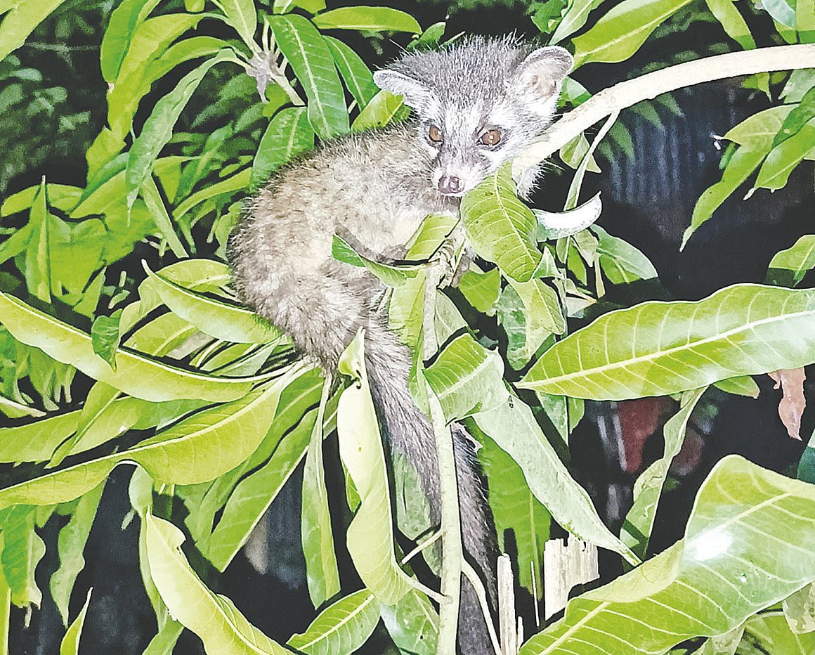 গন্ধগোকুলের বাচ্চা ঠাঁই নিয়েছে একটি আমগাছে। বেড়া পৌর এলাকার মৈত্রবাঁধা মহল্লার একটি বাড়ি থেকে তোলা ছবি