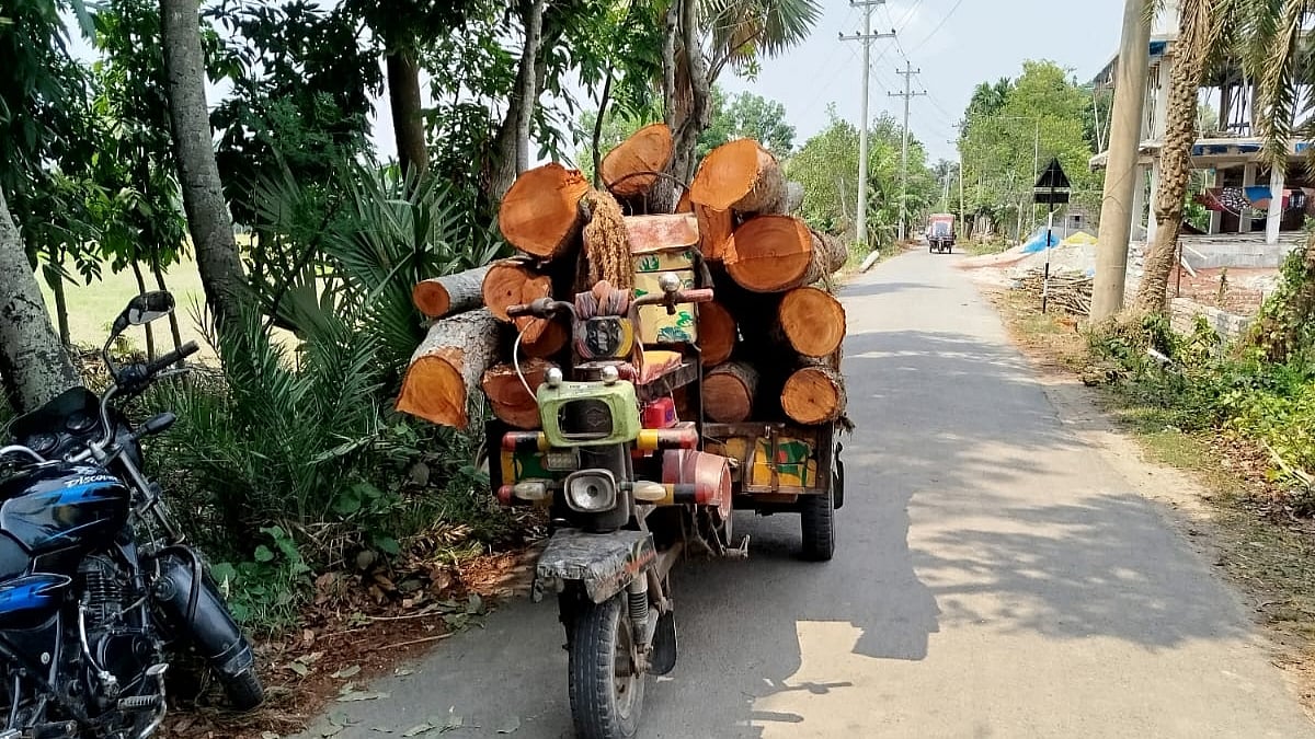 নড়াইল সদর উপজেলায় সড়কের পাশে সরকারি জায়গার গাছ কেটে বিক্রি করা হয়েছে। গত মঙ্গলবার দুপুরে উপজেলার শাহাবাদ ইউনিয়নে