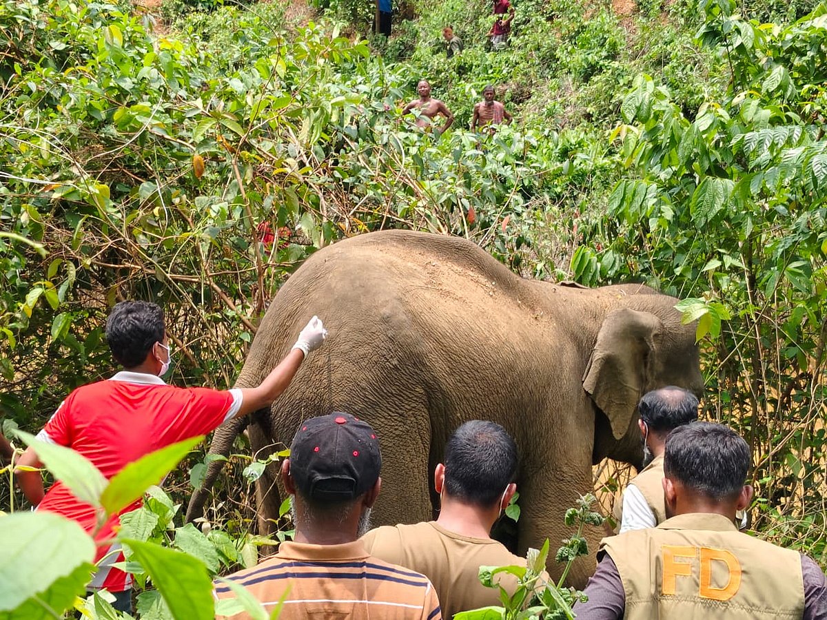 অসুস্থ বন্য হাতিকে চি‌কিৎসা দেওয়া হ‌চ্ছে। বৃহস্প‌তিবার দুপু‌রে শেরপু‌রের না‌লিতাবাড়ীর সীমান্তবর্তী কাটাবা‌ড়ি এলাকায়