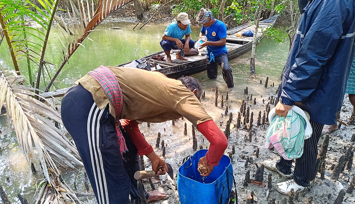 সুন্দরবনের মৌমাছির চাক কেটে আনা হয়েছে। এরপর মৌচাক চেপে মধু বের করছেন এক মৌয়াল। গত ১৫ এপ্রিল খুলনার কয়রা উপজেলার সুন্দরবনের ঝপঝোপিয়া নদী সংলগ্ন এলাকায়