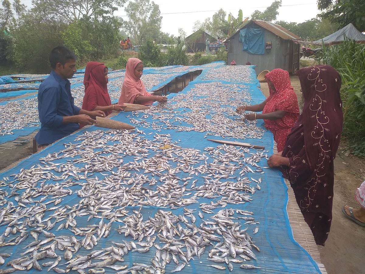 শুঁটকি শুকানোর কাজ করছেন চাতালের নারী শ্রমিকেরা। সম্প্রতি তোলা