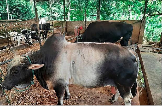 গরুর বাসস্থানের জন্য উঁচু, খোলামেলা ও হাওয়াবহুল জায়গা বেছে নিতে হবে।