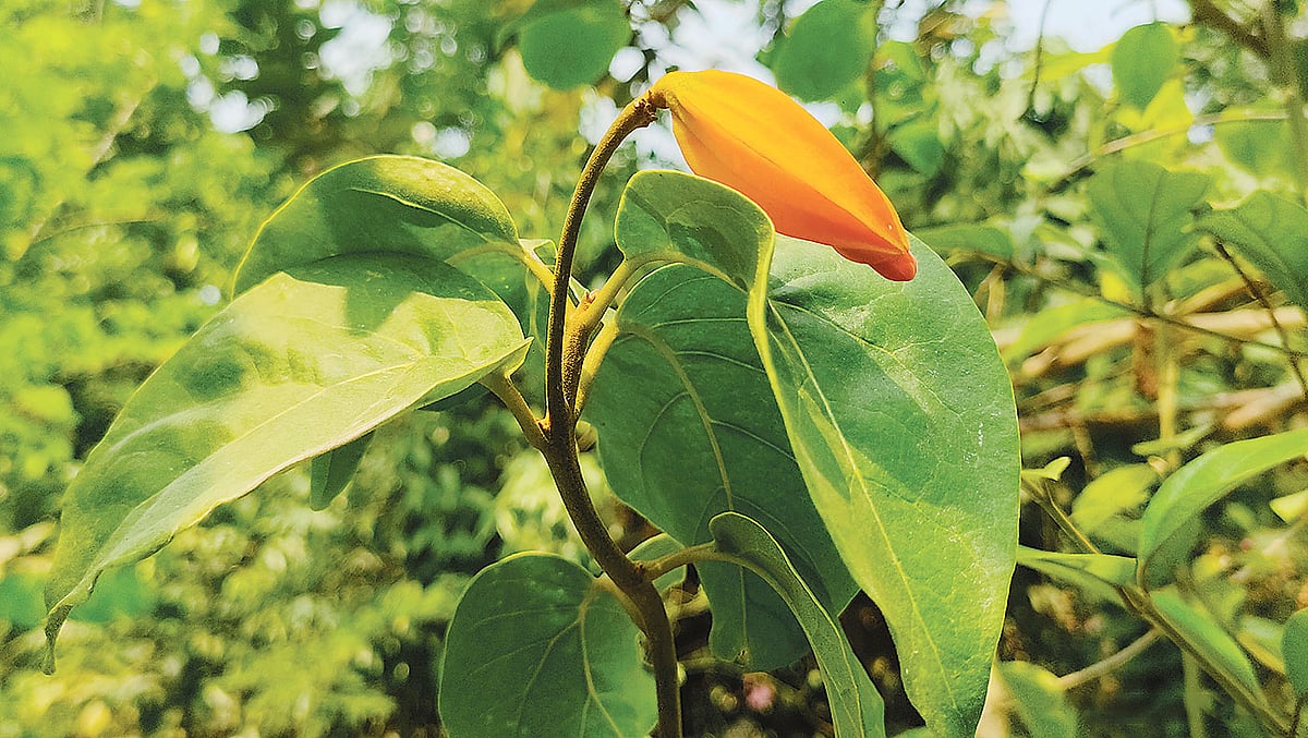 মানিকগঞ্জের সুলতানপুর গ্রামে ফুটেছে গোল্ডফিঙ্গার ফুল