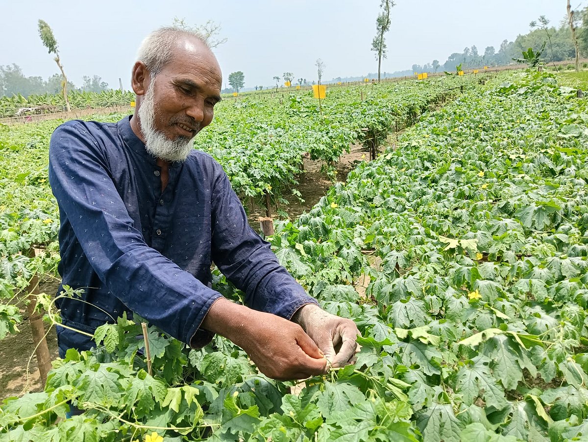 নিজের সবজিখেত পরিচর্যায় ব্যস্ত রফিকুল ইসলাম। গত শুক্রবার রংপুরের পীরগঞ্জের কৃষ্ণপুর গ্রামে
