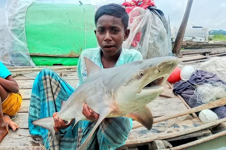 সুগন্ধা নদীতে জেলের জালে উঠে আসা হাঙর