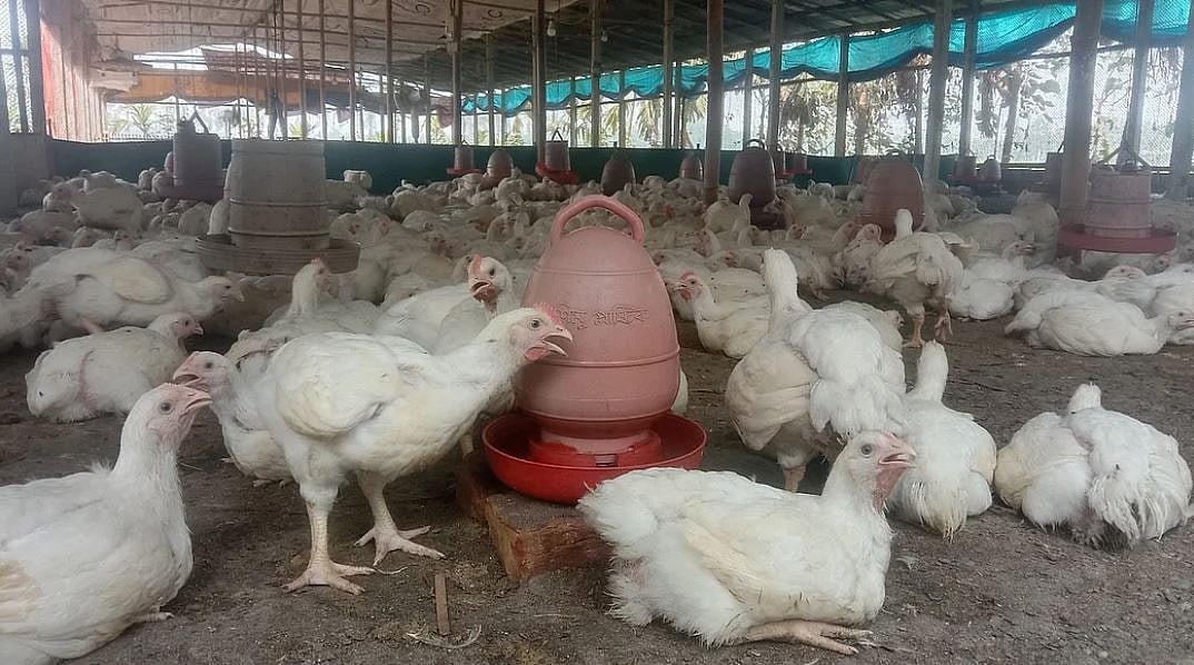 গরমে হিটস্ট্রোকে মুরগি মরে যায়