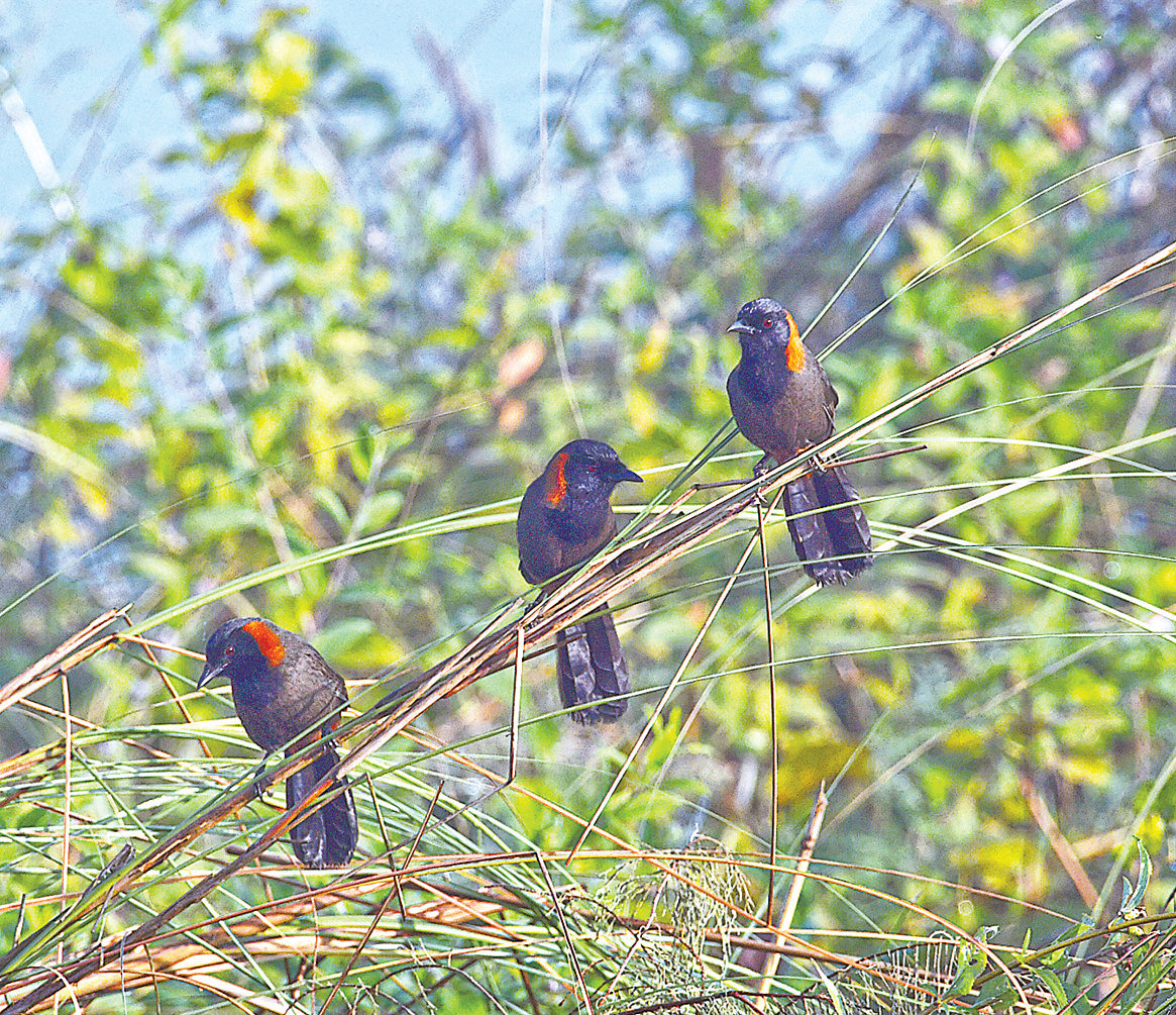 লালঘাড় পেঙ্গা পাখি। গত নভেম্বরে টাঙ্গাইলে যমুনা রেলসেতুর পূর্ব প্রান্তে