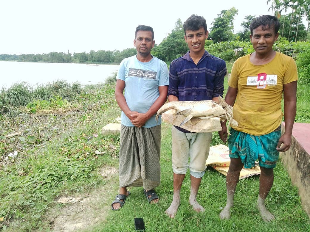 প্রজনন মৌসুমে হালদায় মরে ভেসে উঠেছে মা মাছ। আজ বিকেল তিনটার দিকে চট্টগ্রামের রাউজানের পশ্চিম গুজরা ইউনিয়নের আজিমের ঘাট এলাকায়