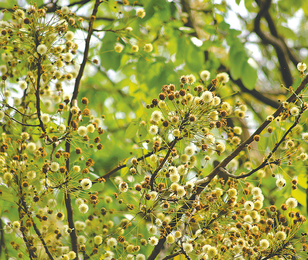 ফাল্গুন-চৈত্রে লোহাকাঠের ফুলের তীব্র সুগন্ধ ভেসে বেড়ায়