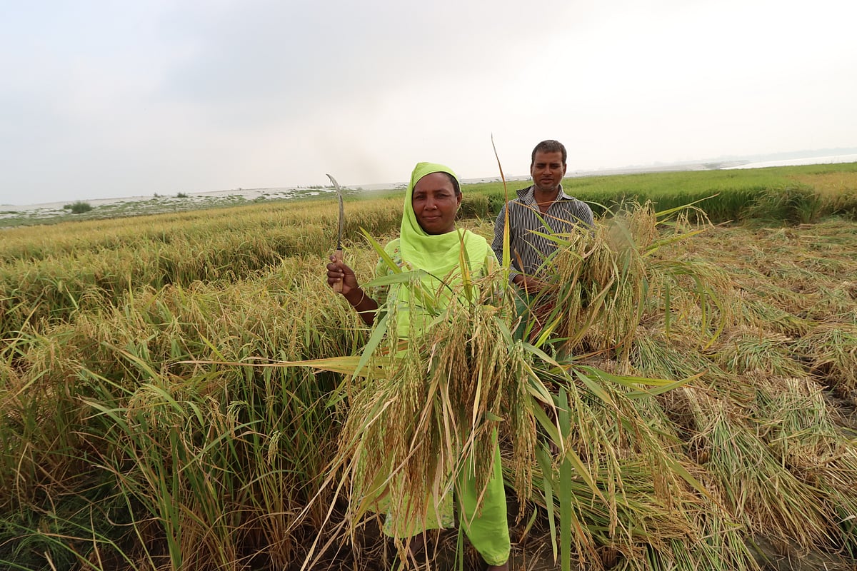 পদ্মার চরে এখন ধান চাষ হচ্ছে। ছবিটি রাজশাহীর পবা উপজেলার জোজিরার মাঠ থেকে তোলা