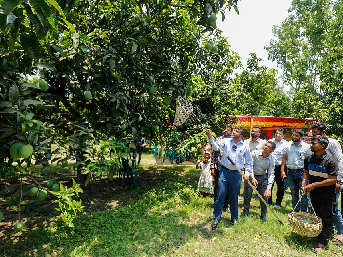 সাতক্ষীরায় একটি বাগানে আম পাড়ার মধ্য দিয়ে স্থানীয় কয়েক জাতের আমের বাজারজাতকরণ কার্যক্রমের উদ্বোধন করেন জেলা প্রশাসক মোস্তাক আহমেদ। আজ বেলা সাড়ে ১১টার দিকে সাতক্ষীরা সদর উপজেলার ফিংড়ি এলাকায়