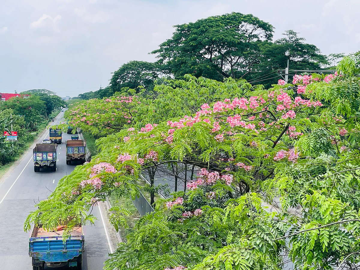 লাল সোনাইল ফুলের রঙে সেজেছে ঢাকা-চট্টগ্রাম মহাসড়ক। গত রোববার কুমিল্লার বুড়িচং উপজেলার কোরপাই এলাকায়