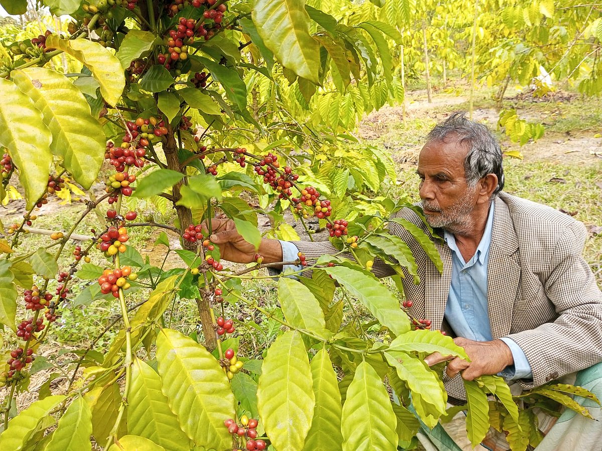 শেরপু‌রের না‌লিতাবাড়ী‌তে ক‌ফি চা‌ষে 
দারুণ আগ্রহী হ‌য়ে উঠে‌ছেন গা‌রো পাহা‌ড়ের কৃষকেরা। সম্প্রতি উপ‌জেলার বেল‌তৈল গ্রামে