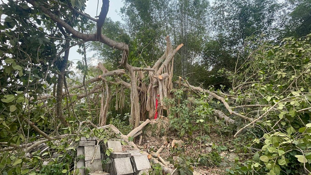 মাদারীপুরে ‘শিরক’ আখ্যা দিয়ে শতবর্ষী একটি বটগাছের অধিকাংশ অংশ কেটে ফেলা হয়েছে। মঙ্গলবার দুপুরে সদর উপজেলার শিরখাড়া ইউনিয়নের আলমমীরের কান্দি এলাকায়