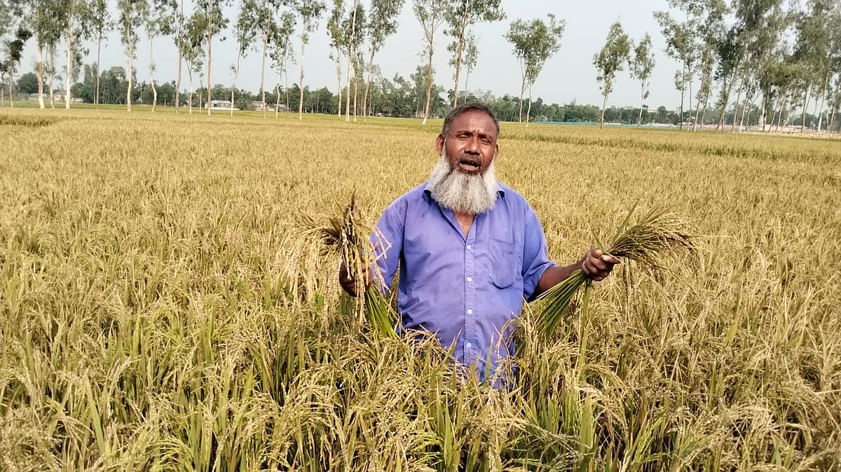 ইটভাটার বিষাক্ত ধোঁয়ায় কৃষক বাদশা মিয়ার ১ একর ২৫ শতাংশ জমির ধান নষ্ট হয়েছে। রংপুরের পীরগাছার বামন সরদার এলাকায় গতকাল সোমবার