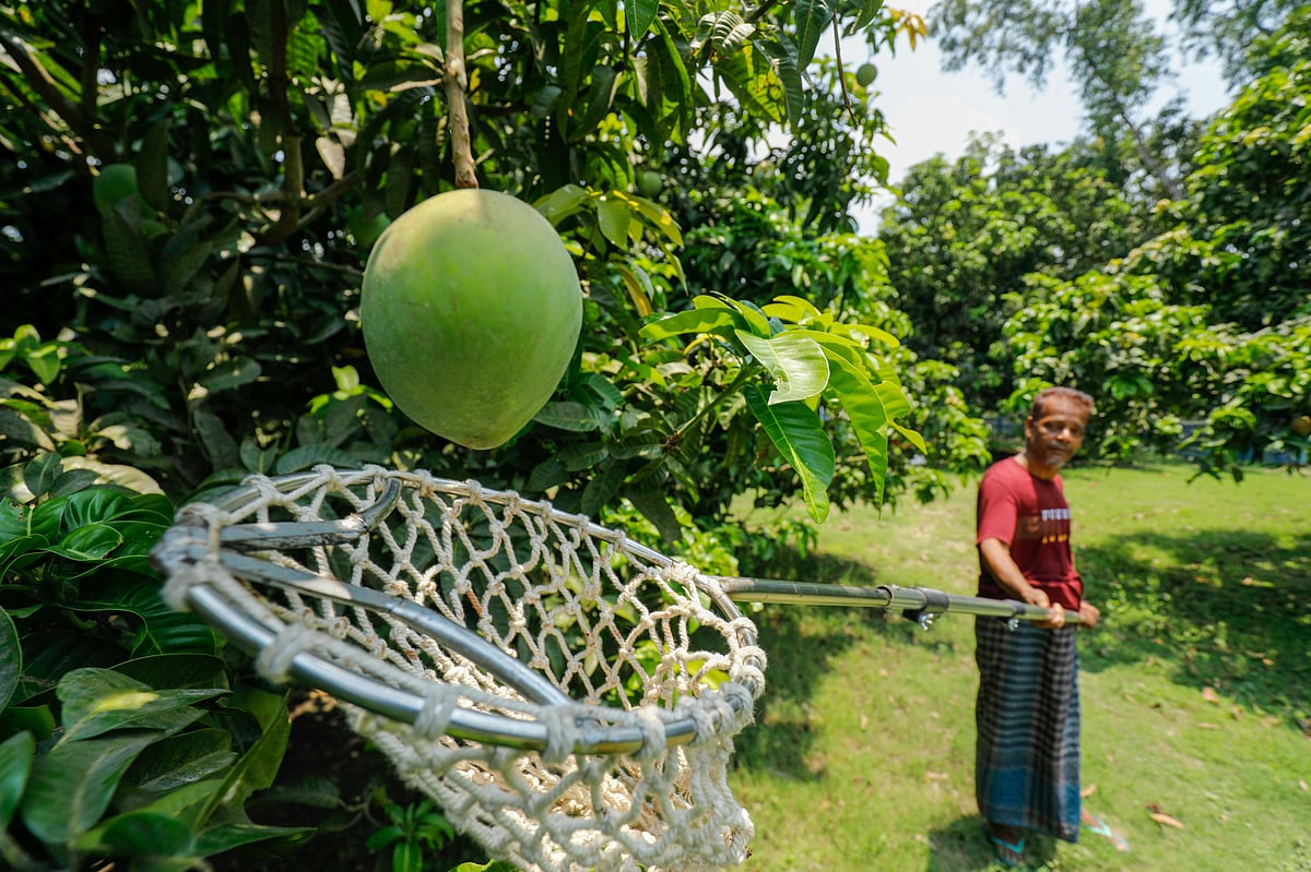 গাছ থেকে আম পাড়ছেন চাষি