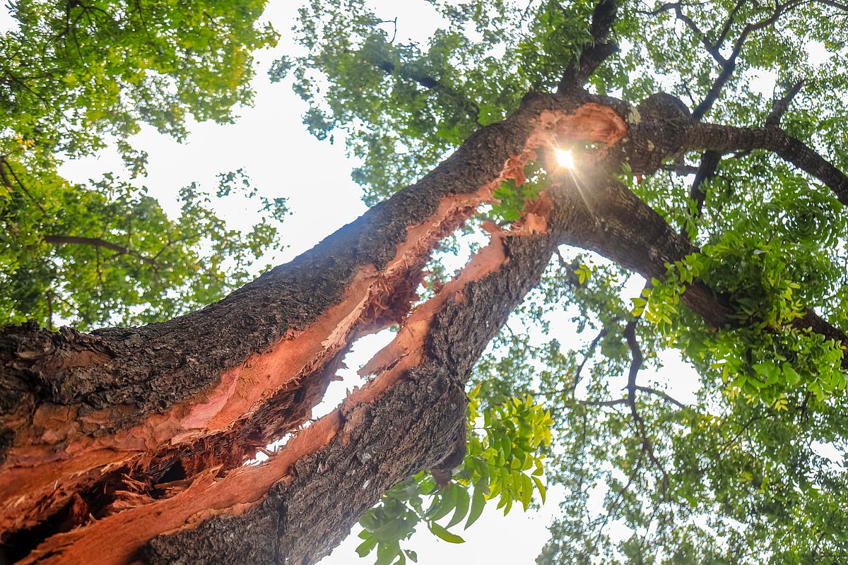 বজ্রপাতে দ্বিখণ্ডিত হয়ে যাওয়া মেহগনিগাছ। মঙ্গলবার দুপুরে পাবনা সরকারি এডওয়ার্ড কলেজের পদার্থবিজ্ঞান বিভাগের সামনে