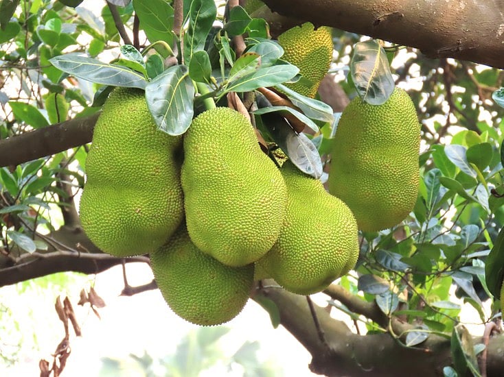 গাছে গাছে ঝুলছে বাহারি কাঁঠাল। কয়েক সপ্তাহ পরেই বাজার সয়লাব হয়ে যাবে মিষ্টি কাঁঠালে। গতকাল গাজীপুরের শ্রীপুরের রাজাবাড়িতে