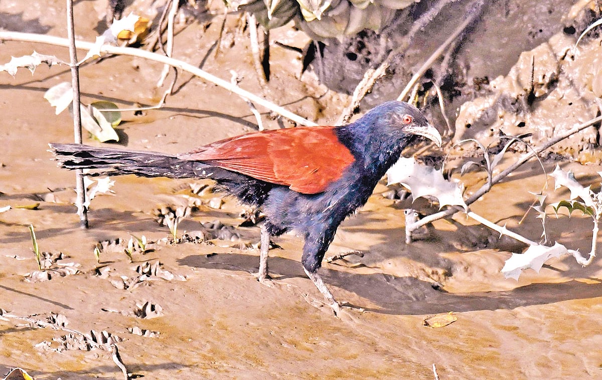সুন্দরবনের হাড়বাড়িয়া খালের পাড়ে বড় কানাকুক্কা