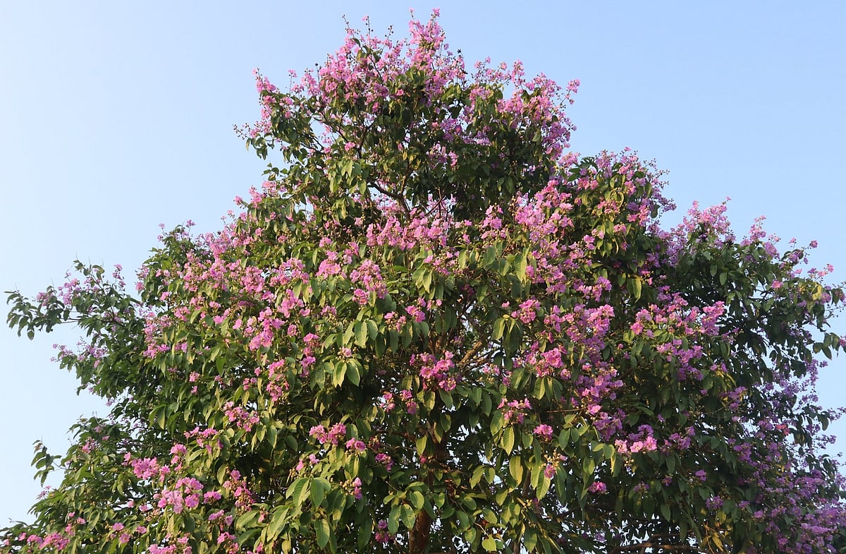 গাছজুড়ে জারুল ফুলের উৎসব। মৌলভীবাজারের কমলগঞ্জের ইসলামপুরে