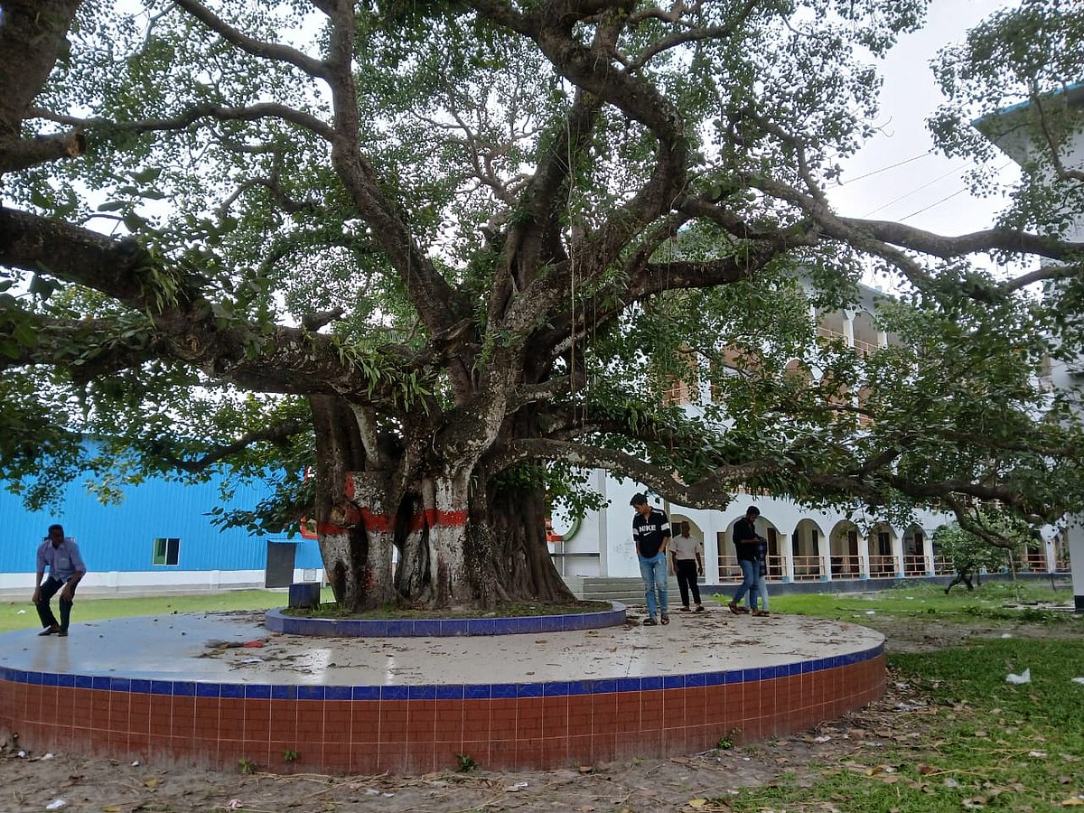 আনুমানিক ১৯২৫ সালের দিকে স্থানীয় এক ব্যক্তির উদ্যোগে বটগাছটি রোপণ করা হয়। ধীরে ধীরে বেড়ে উঠেছে গাছটি। চাঁদপুরের মতলব উত্তর উপজেলা পরিষদ চত্বরে