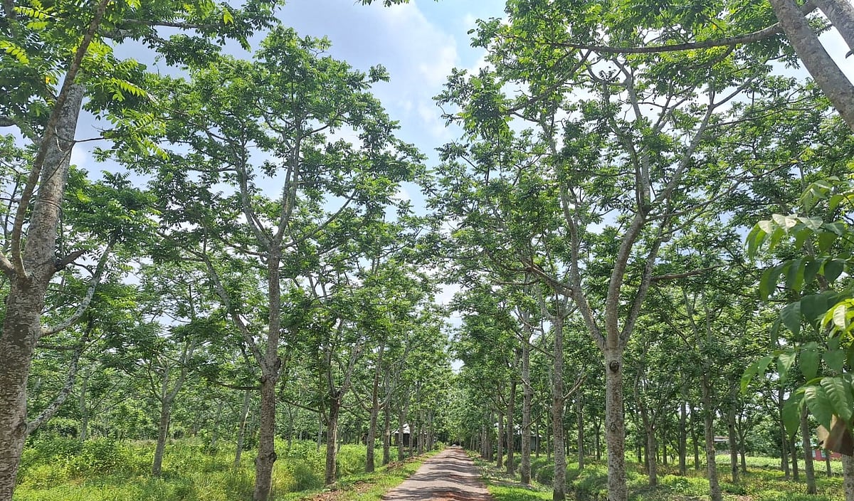 খরার কারণে আমড়ার ফলন হুমকিতে পড়েছে। সম্প্রতি ঝালকাঠি সদরের কাপড়কাঠী ইউনিয়নে