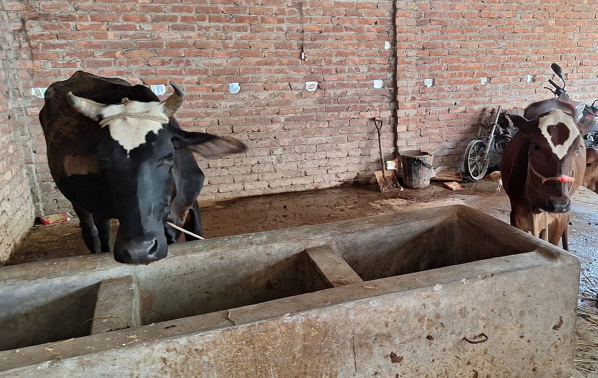 টাঙ্গাইলের মির্জাপুরে চুরির পর উদ্ধার করা দুই গরু। শুক্রবার বিকেলে মির্জাপুর থানায়