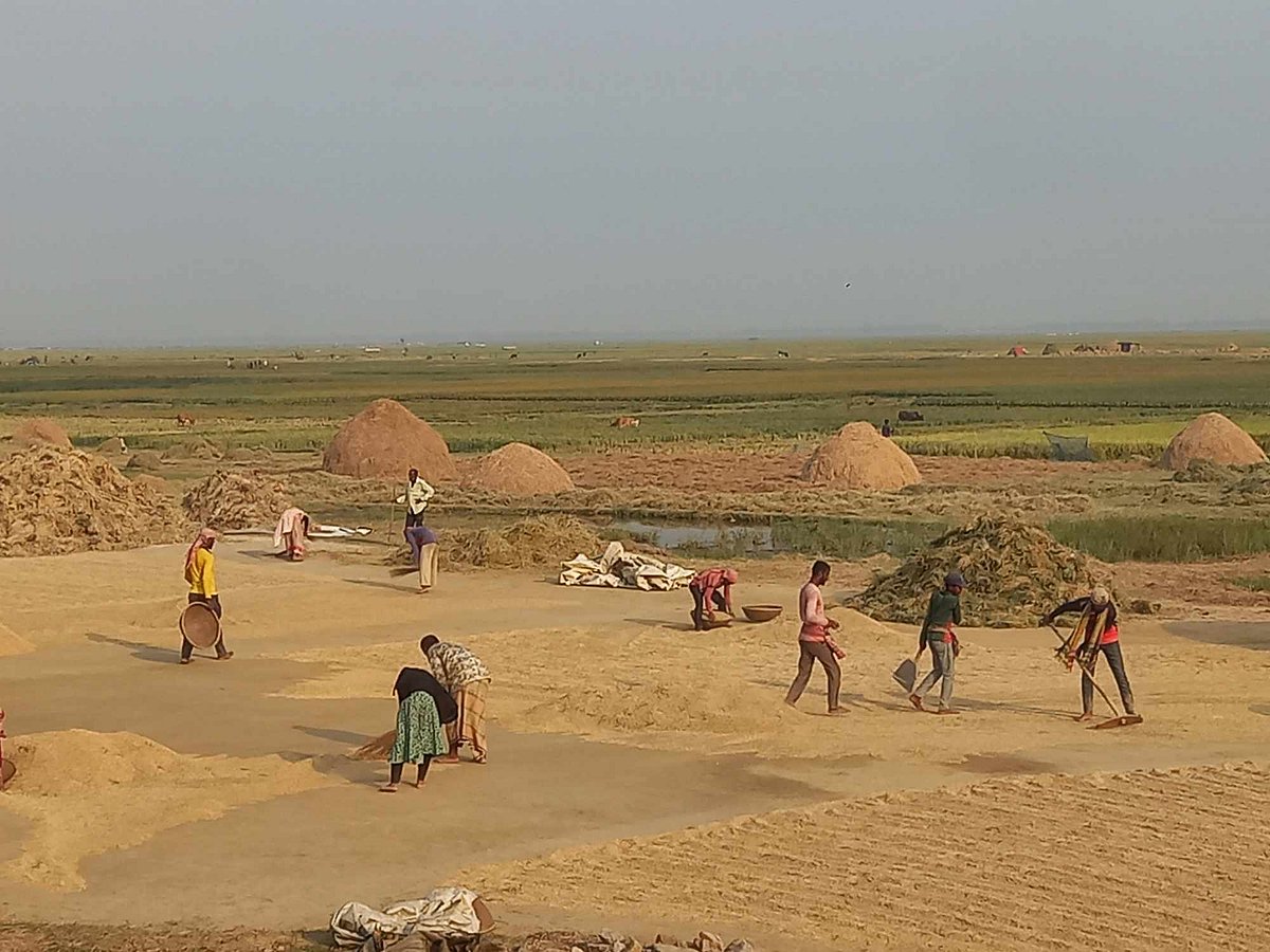 বোরো ধান তোলার কাজ করছেন কৃষক পরিবারের লোকজন। গত সোমবার জেলার দেখার হাওরে