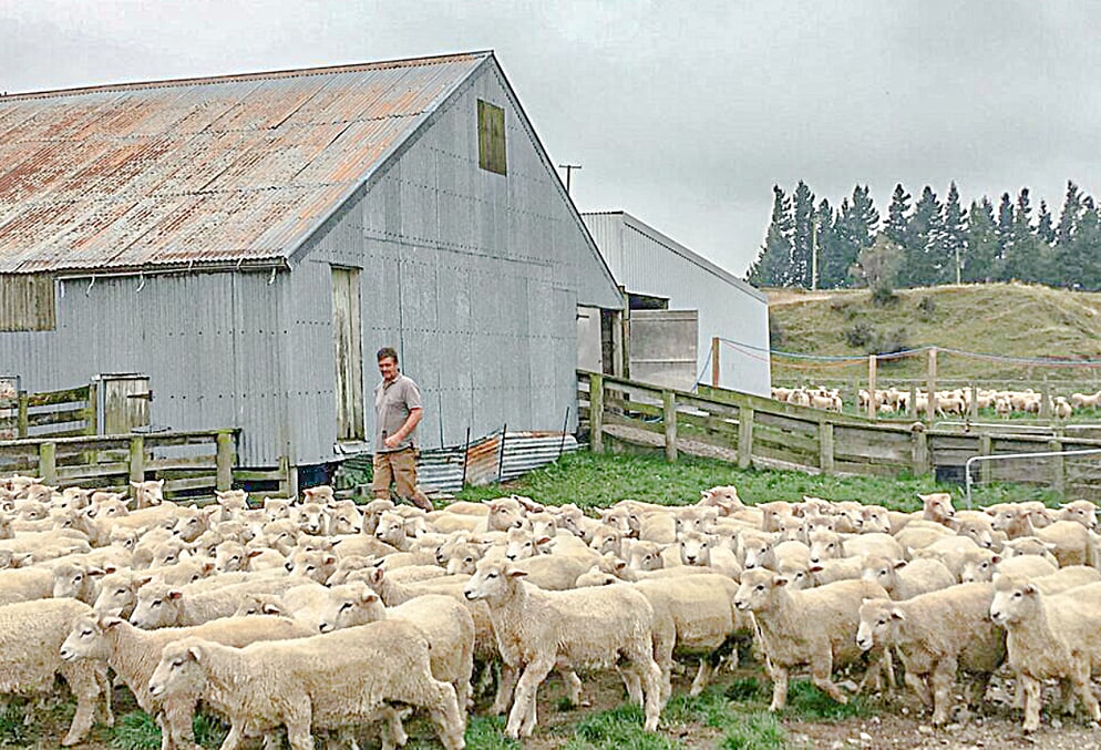 নিজের খামারে উঠানে কাজ করছেন মাইক সালভেসেন। মাউন্ট সামারস, ক্রাইস্টচার্চ, নিউজিল্যান্ড, ২০ মার্চ ২০১৯