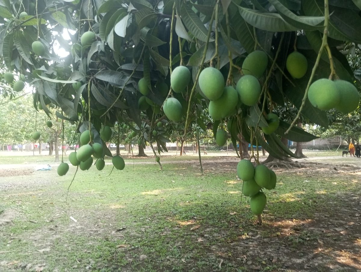 চাঁপাইনবাবগঞ্জে আম সংগ্রহ ও বাজারজাতকরণে নির্ধারিত কোনো সময়সূচি থাকছে না