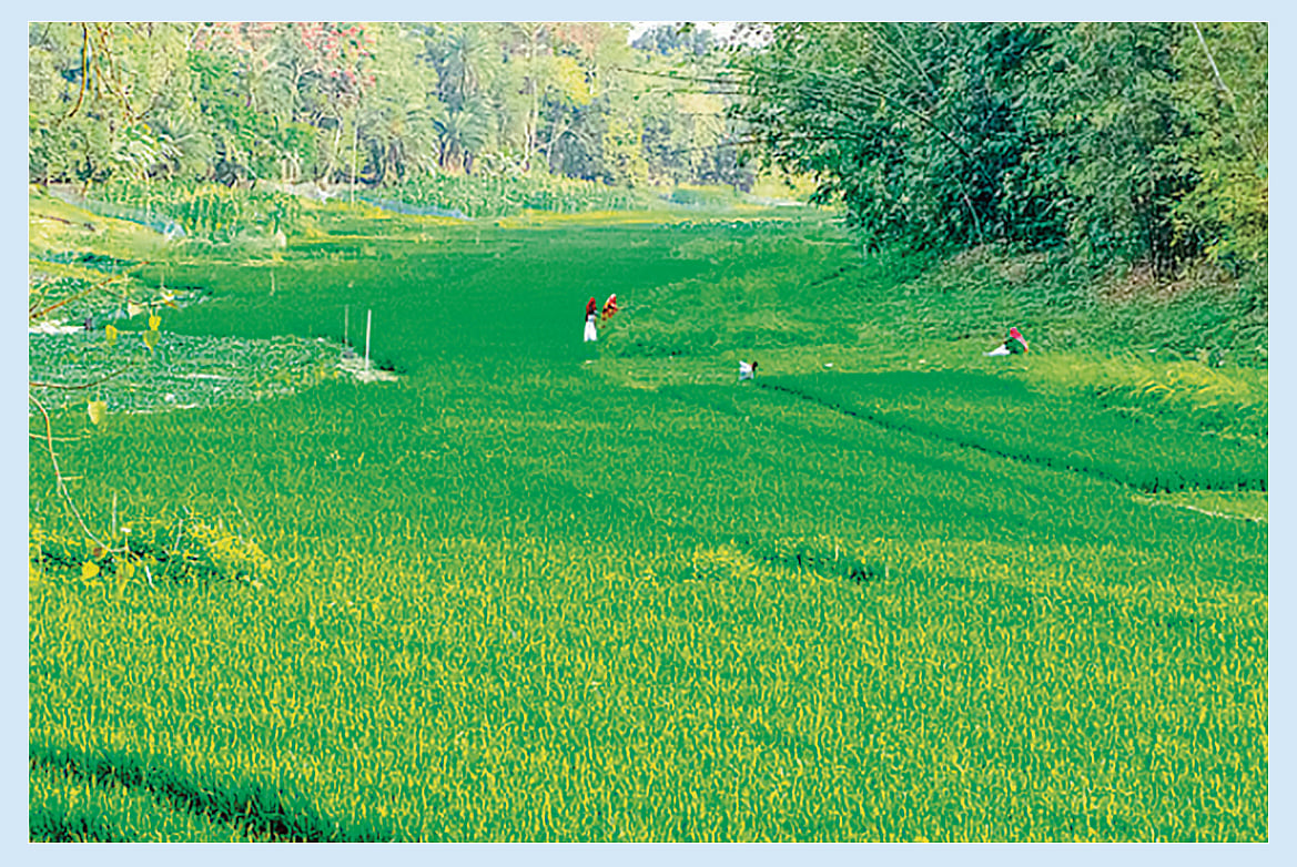 একসময়ের খরস্রোতা বড়াল নদ শুকিয়ে গেছে। নদের ভেতর চাষ হয় ধান।