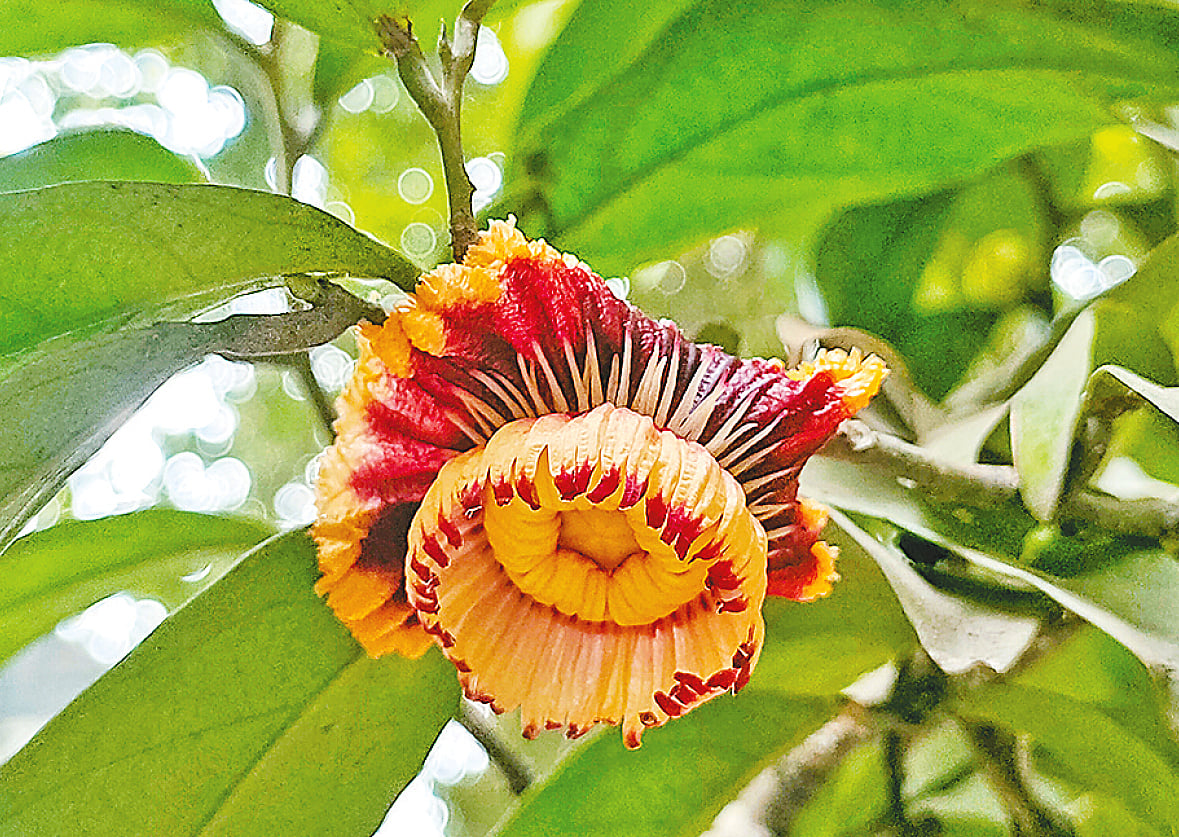 বলধা উদ্যানে ফুটেছে রাজমুকুট ফুল। চৈত্র মাসে