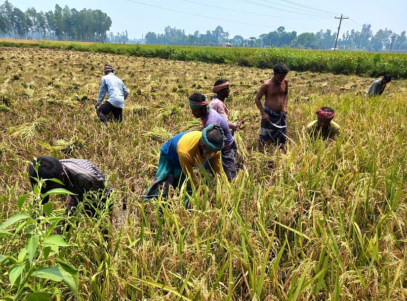 গাইবান্ধায় গান গেয়ে ধান কাটছেন কৃষক ও কৃষিশ্রমিকেরা। শুক্রবার বিকেলে গাইবান্ধা সদর উপজেলার বাড়ইপাড়া গ্রামে