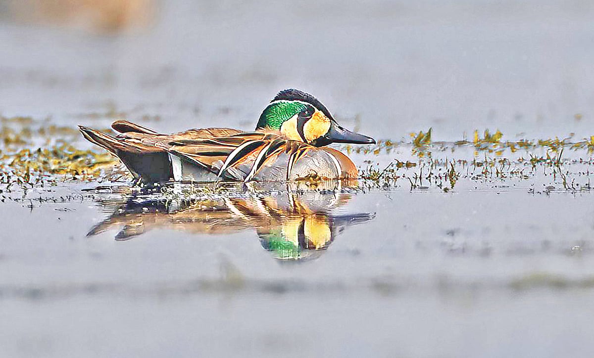 টাঙ্গুয়ার হাওরে এ বছর দেখা গেছে বিরল বৈকাল তিলিহাঁস