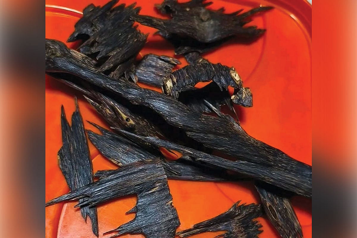 গাছে যত বেশি পোকা আর ছত্রাকের আক্রমণ হয় তত কালচে আর ঘন হয়ে ওঠে এর কাঠ। কালচে এই অংশটির নির্যাস থেকে পাওয়া যায় সুগন্ধী