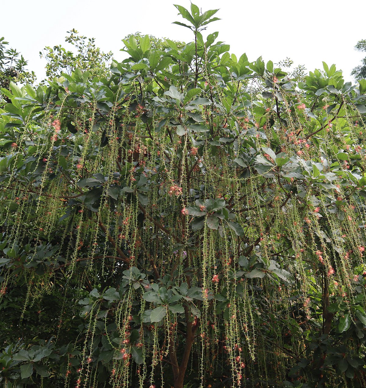 বেণীতে গাঁথা মালার মতো দুলছে হিজল ফুল। গত শুক্রবার মৌলভীবাজারের কাউয়াদীঘি হাওরপারের অন্তেহরিতে